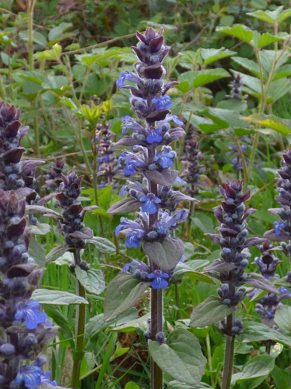 Ajuga pyramidalis